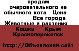 продам очаровательного не обычного кота › Цена ­ 7 000 000 - Все города Животные и растения » Кошки   . Крым,Красноперекопск